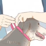 Een hond daarvan weerhouden om aan 'n wond te likken