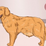 Een hond help om 'n verstopping in die darm op te los