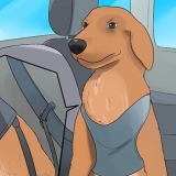 Een hond kalmeren die nerveus is in die auto