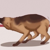 Een hond kalmeren