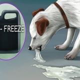 Een hond laat gebreek