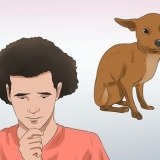 Een hond laat inslapen