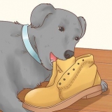 Een hond laat ophouden met grond eten