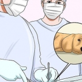 Een hond laten stoppen met bijten