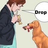'N hond leer te apporteren