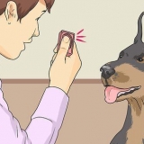 Een hond leer te lachen