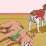 Een hond oor sy boek wrijven