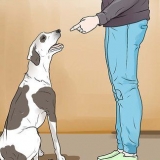 Een hond straffen