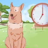 Een hond oefen om buite te plassen