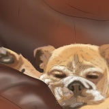 Een hond trainen