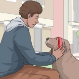 Een hond uitlaten