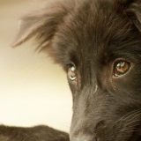Een hond van je laat hou