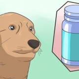 Een hond veilig verdoven