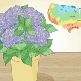 Plant 'n hortensia