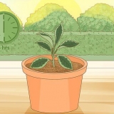 Sorg vir 'n hoya-plant
