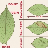 Herken 'n elm