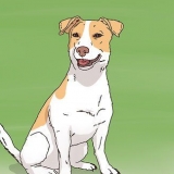 Een jack russell hondjie uitkiezen