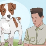 Een jack russell terrier gelukkig hou