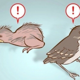 'N jong vogeltje help wat uit 'n nest gevalle is
