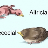 Een jong vogeltje voeden