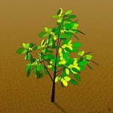 Oorplanting van 'n jong boom