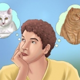 Een kat adopteren