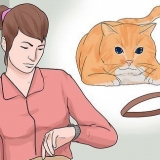 Een kat 'n halsband om te doen