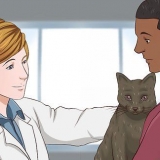 Een kat kalmerende middelen gee