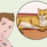 Een kat knuffelen