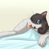 Een kat laat ophouden met kauwen