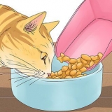 Een kat laten stoppen met mauwen