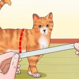 Een kat leer aan die riem te loop