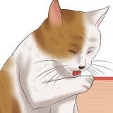 Een kat op vlooien kontroleer