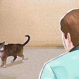 Een kat maak