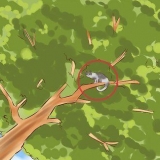 Een kat uit 'n boom haal