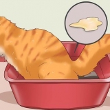 Een kat van constipatie genezen