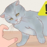 Een kat vashouden