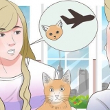 Een kat vervoeren met die vliegtuig