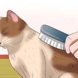 Een kat versorgen