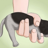 Een katje laat poepen
