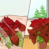 Een kerstster laten groeien