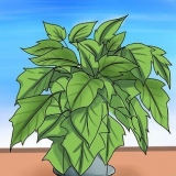 Hou 'n poinsettia lewendig tot volgende kersfees