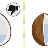 Kweek 'n klapperpalm