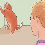 Een krolse kat kalmeren