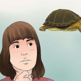 Een landschildpad versorgen
