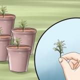 Deel 'n laventelplant