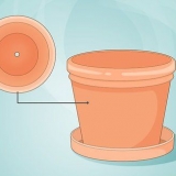 Versorging van 'n lipstiffieplant