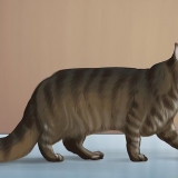 Een maine coon identifiseer