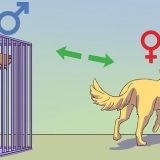 Een mannelijke hond kalmeren as 'n vroutjie loops is