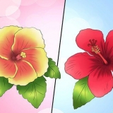 Wintermaak 'n meerjarige hibiskus